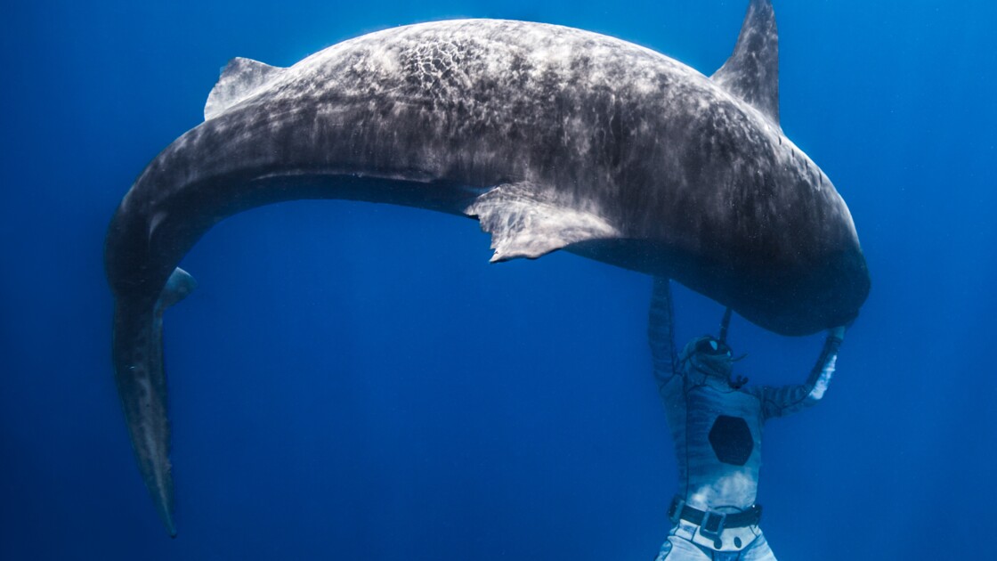 Polynésie: l'apnéiste Pierrick Seybald endort les requins-tigres