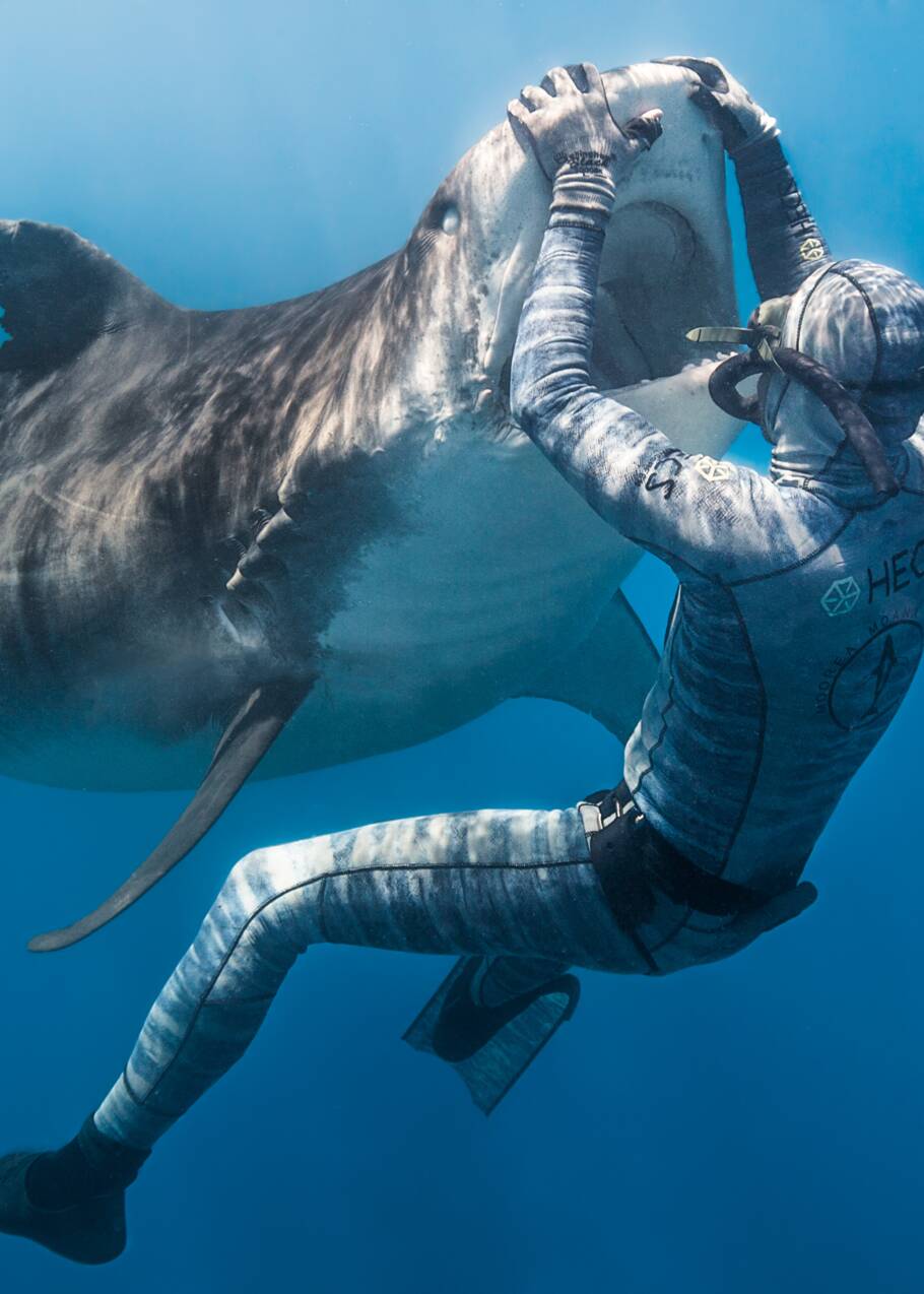Polynésie : l'apnéiste Pierrick Seybald endort les requins-tigres