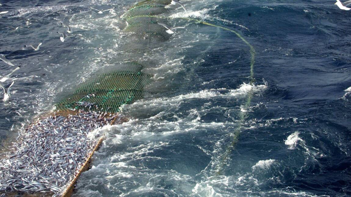 Fin de la pêche au chalut pélagique au large de Ré pour protéger bars et dauphins