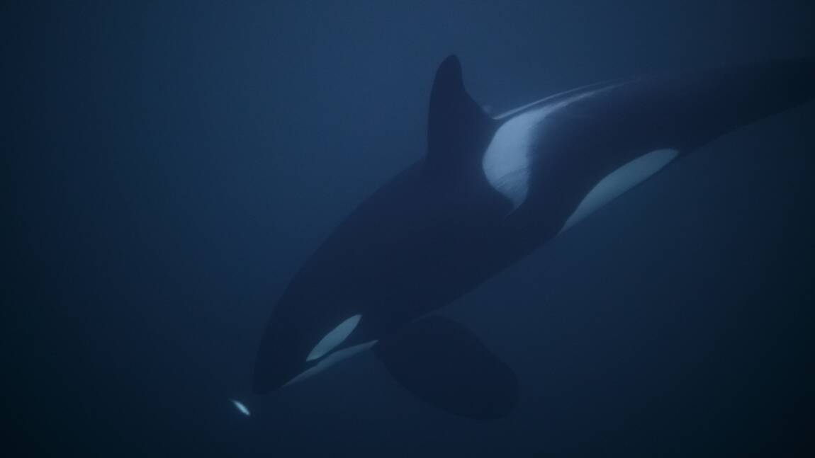 Italie : des orques vues "pour la première fois" dans le détroit de Messine