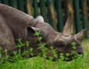 Qui était Fausta, la doyenne des rhinocéros noirs morte en Tanzanie ?