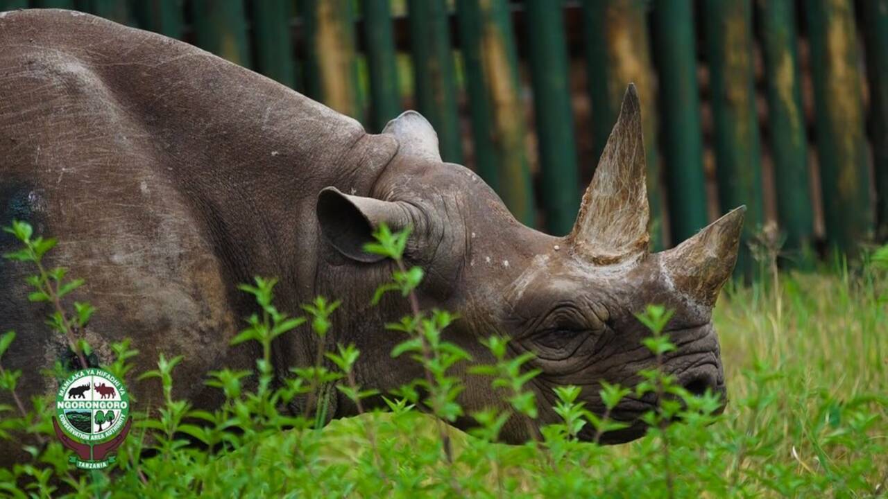 Qui était Fausta, la doyenne des rhinocéros noirs morte en Tanzanie ?