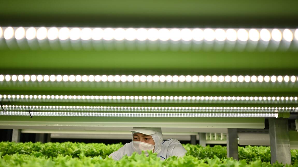 Au Japon, des "usines à légumes" en ville pour remplacer la campagne