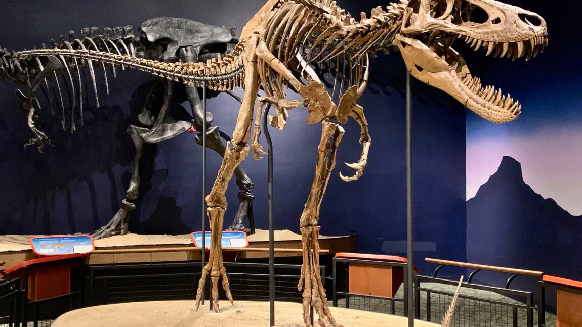 Des fossiles de jeunes T. rex réfutent l'existence d'une espèce naine