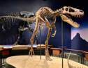 Des fossiles de jeunes T. rex réfutent l'existence d'une espèce naine