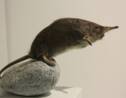 Desman des Pyrénées : faire parler les crottes du "rat-trompette", meilleur moyen de le sauver ?