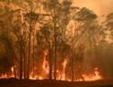 Les feux de forêts ont touché 75% des Australiens, selon une étude