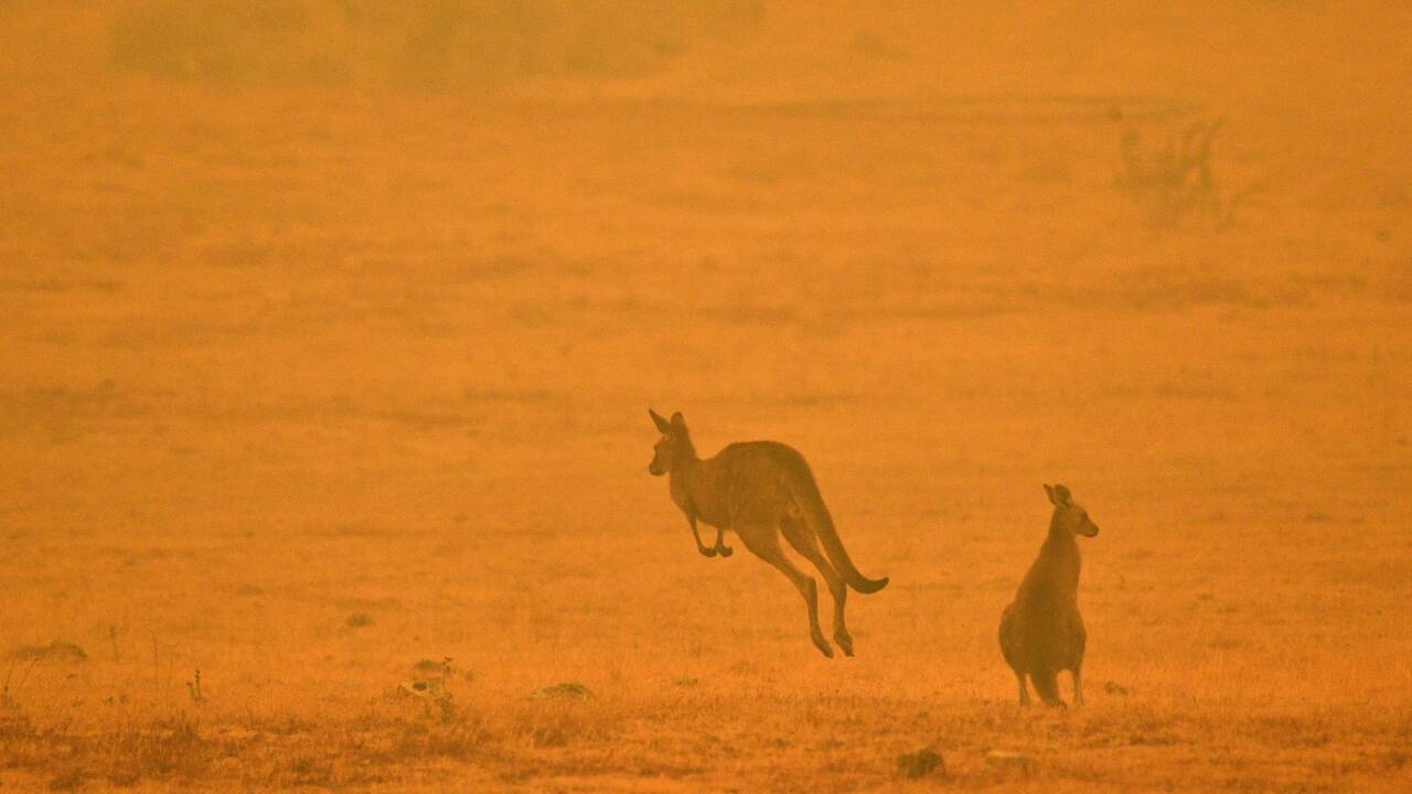 Tempête de sable et averse de grêle sur l'Australie sinistrée par les feux