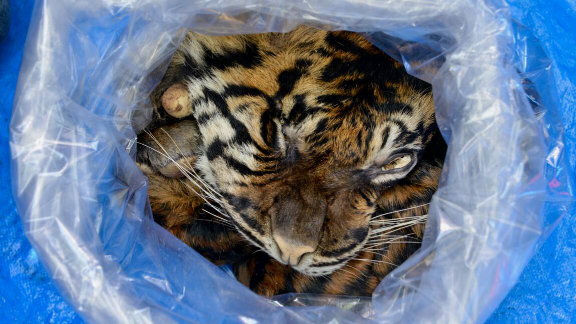 Indonésie : un homme arrêté en tentant de vendre la peau d'un tigre de Sumatra