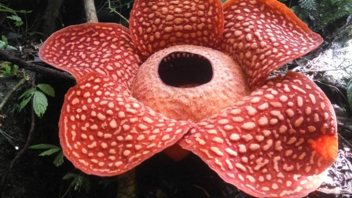 La plus grande fleur du monde découverte dans une réserve en Indonésie