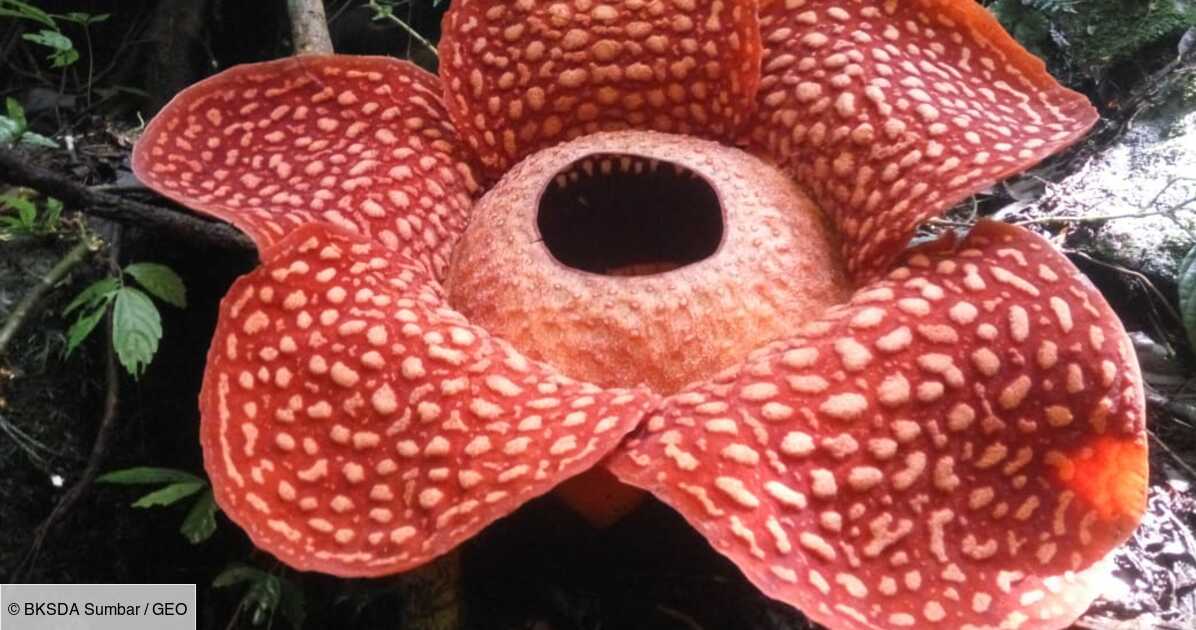 La plus grande fleur du monde découverte dans une réserve en Indonésie -  Geo.fr