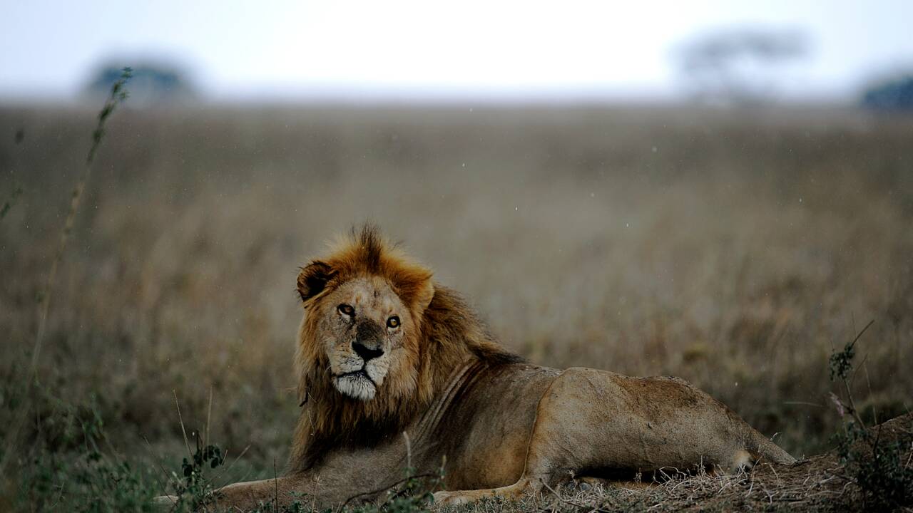 Afrique du Sud: arrestation de quatre individus pour vente illégale de pattes de lions