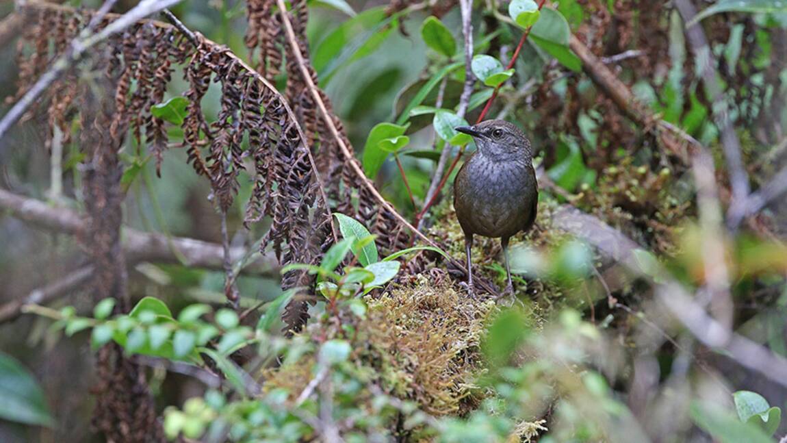 Cinq nouvelles espèces d'oiseaux identifiées sur des îles indonésiennes