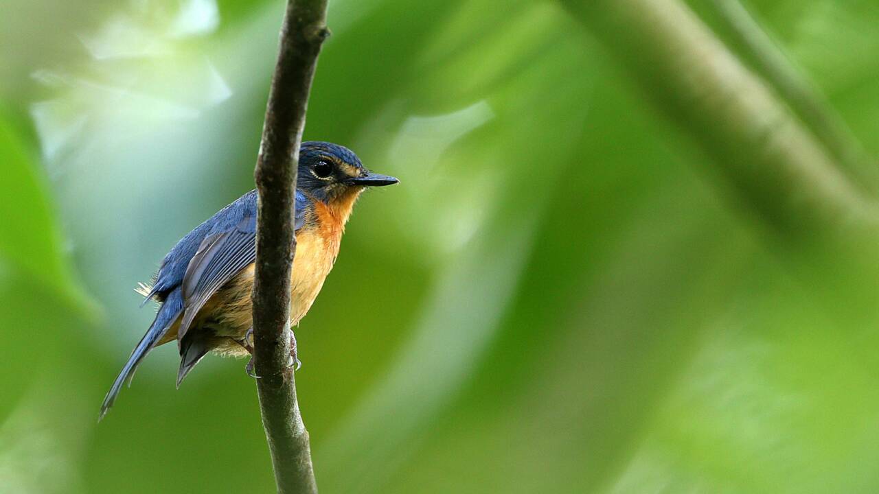Cinq nouvelles espèces d'oiseaux identifiées sur des îles indonésiennes