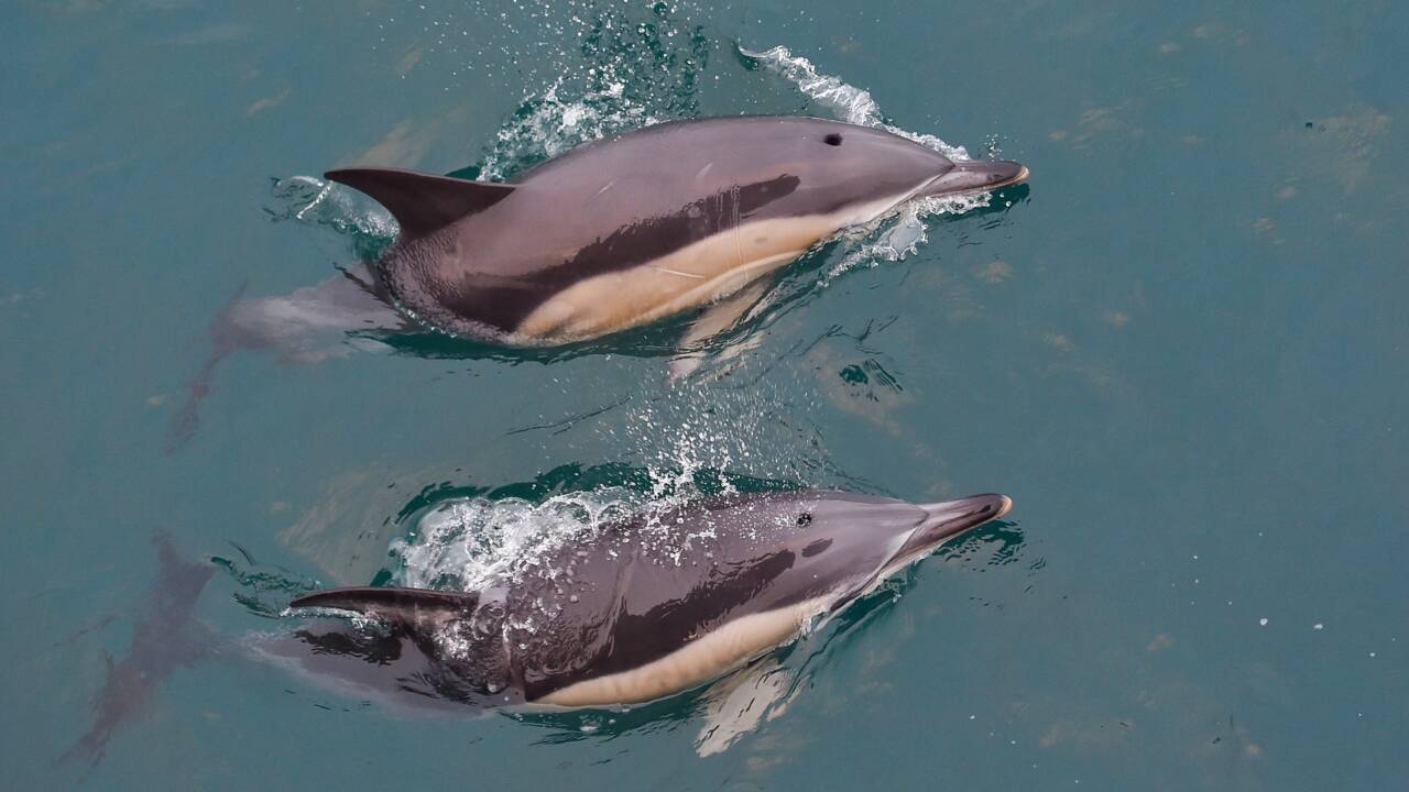 Les dauphins, victimes de captures accidentelles dans le golfe de Gascogne