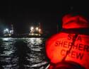 Sea Shepherd dénonce le dépeçage d'un dauphin par des pêcheurs