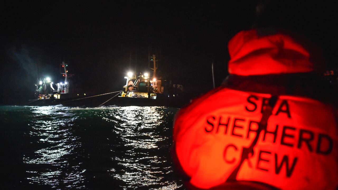Sea Shepherd dénonce le dépeçage d'un dauphin par des pêcheurs