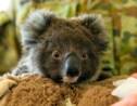Australie: des dizaines de koalas morts après la destruction d'une plantation