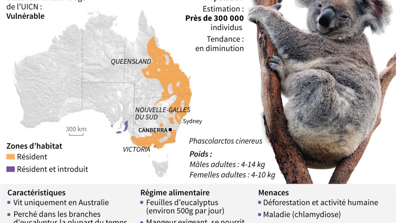 Feux en Australie: une pétition pour introduire le koala en Nouvelle-Zélande