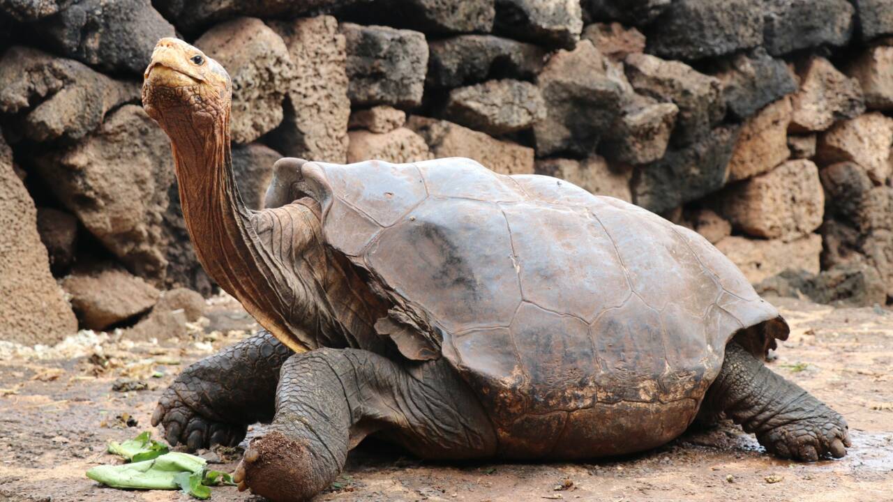 Cette tortue des Galápagos a sauvé son espèce grâce à sa libido : Diego rentre sur son île