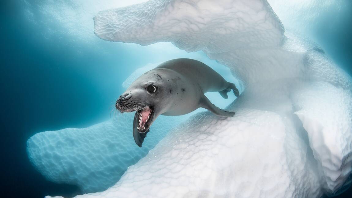 Océan : les plus belles photos de faune sous-marine capturées en 2019