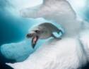 Océan : les plus belles photos de faune sous-marine capturées en 2019