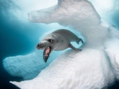Les plus belles photos de faune sous-marine de 2019 récompensées par Ocean Art