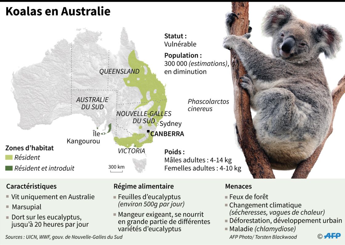 Incendies En Australie Des Dizaines De Koalas Soignes Dans Un Hopital De Campagne Sur L Ile Kangourou Geo Fr