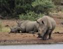 Des scientifiques ont réussi à créer un nouvel embryon de rhinocéros blanc du nord