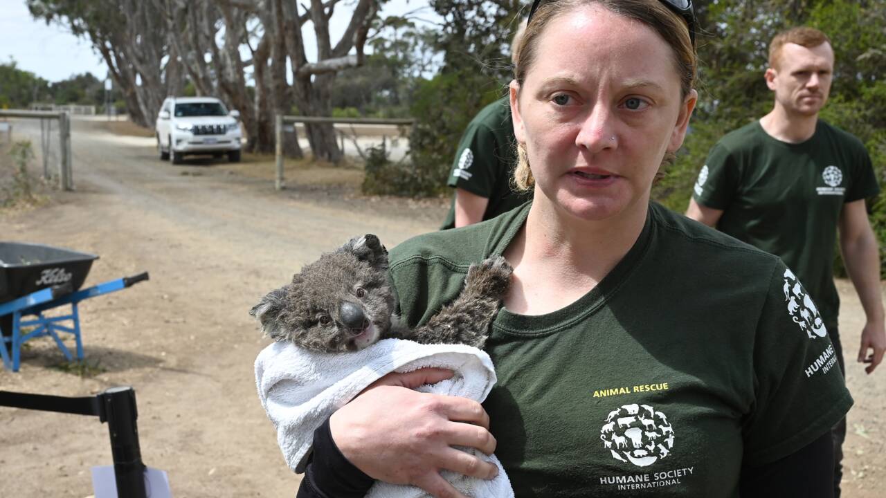 Australie : course contre la montre pour sauver les animaux sur l'île Kangourou