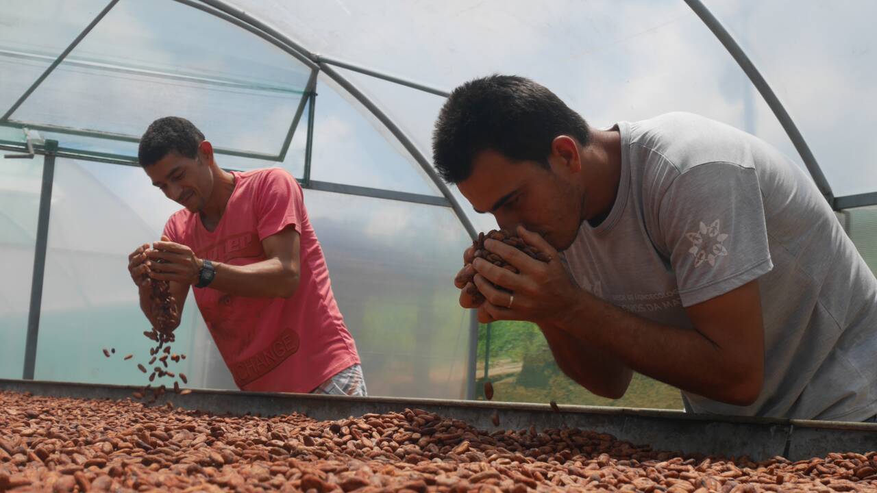 Le cacao bio commence à sortir les petits paysans brésiliens de la misère