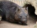 Australie : les wombats ont sauvé d'autres animaux pendant les incendies