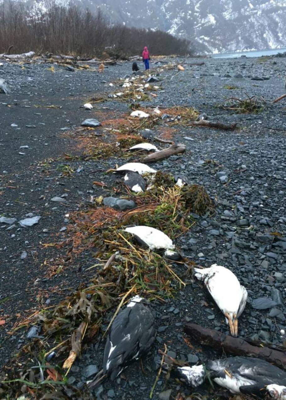 Une vague de chaleur sans précédent a tué un million d'oiseaux marins dans le Pacifique