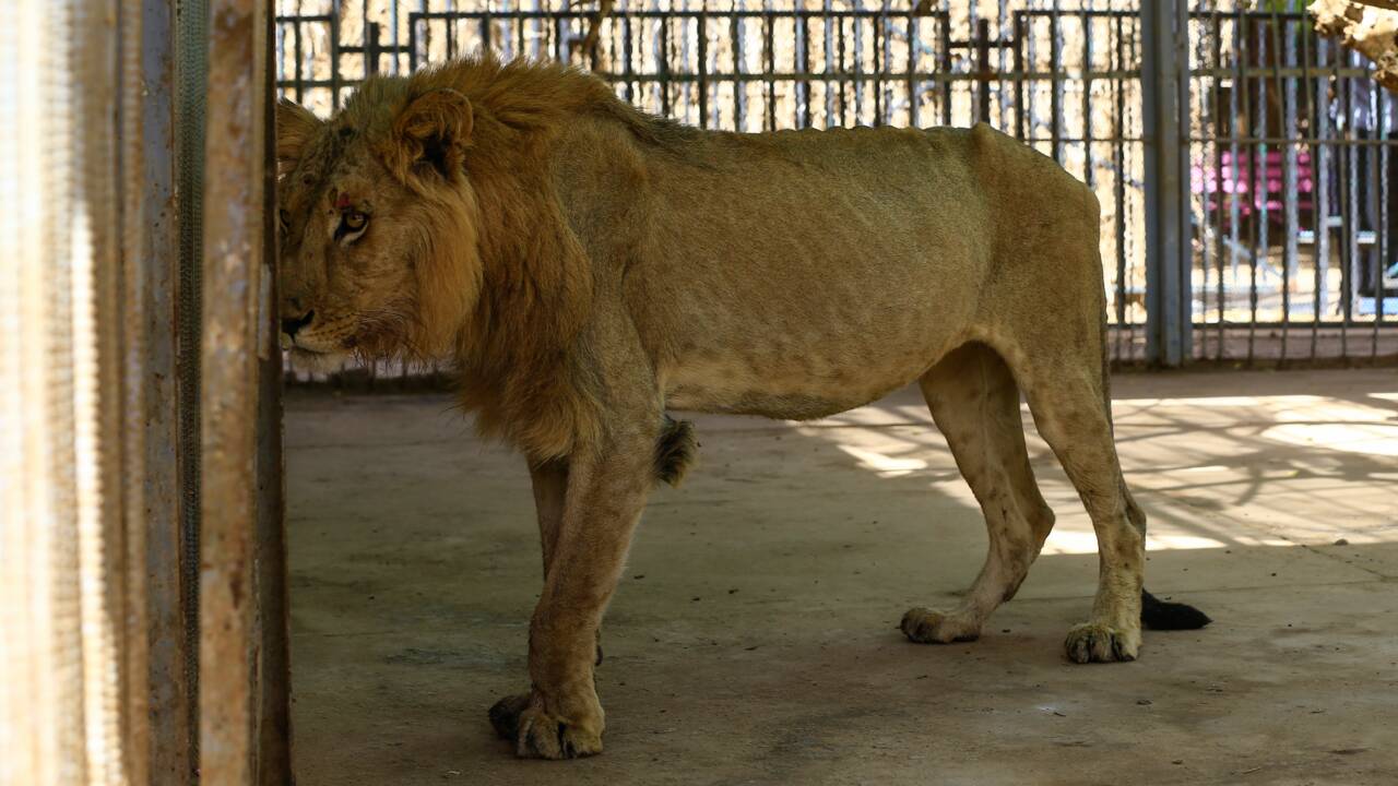 Soudan: multiplication des appels pour sauver cinq lions "malades et mal-nourris"