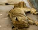 Soudan: l'un des cinq lions mal-nourris meurt dans un parc zoologique