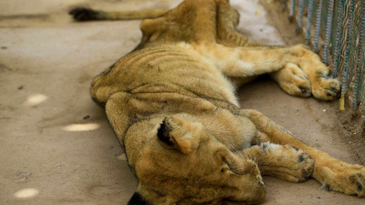 Soudan: l'un des cinq lions mal-nourris meurt dans un parc zoologique