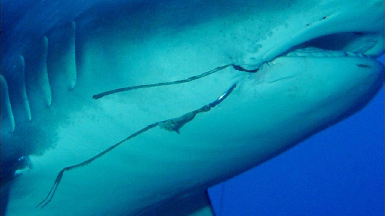 Pêche : les hameçons, une menace à long terme sous-estimée pour des millions de requins