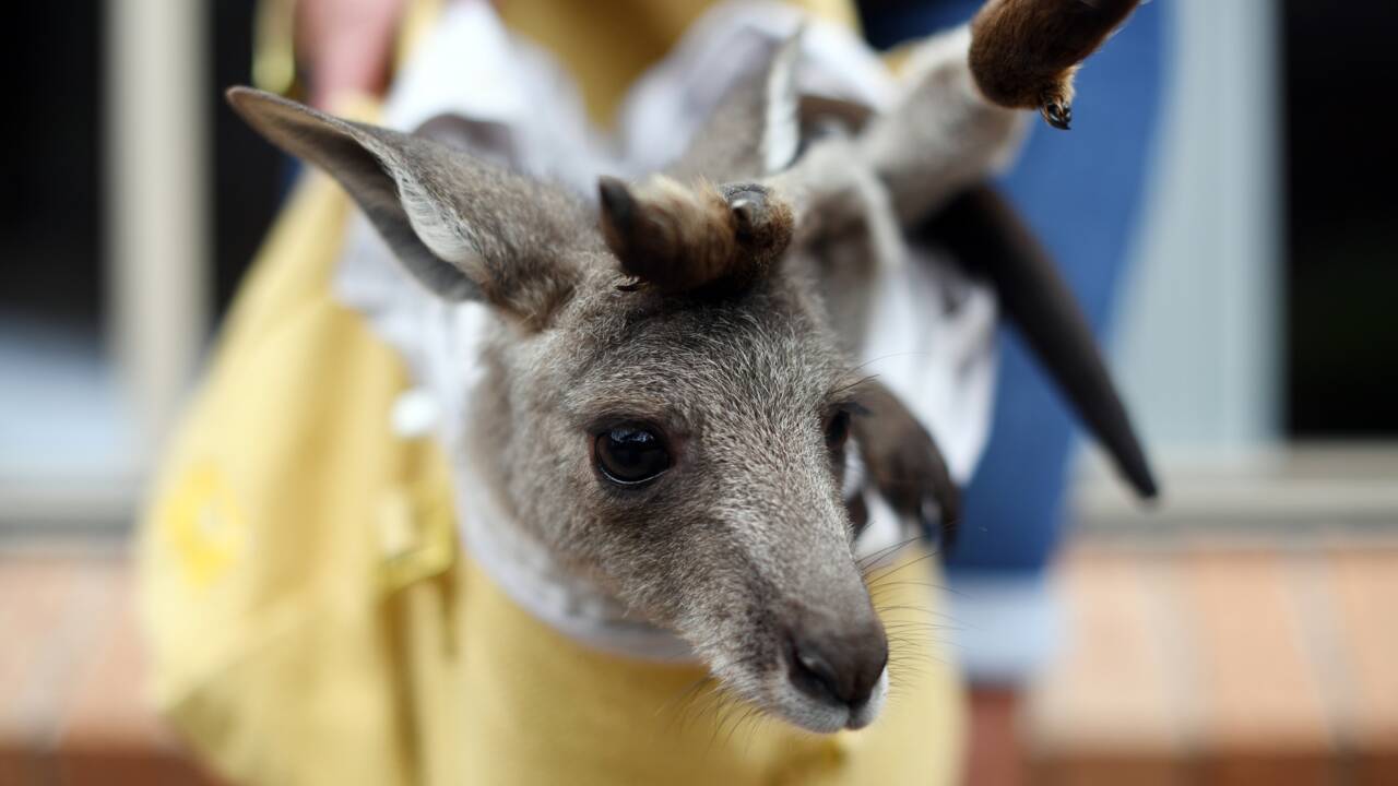 Feux en Australie: mobilisation en France au secours des marsupiaux orphelins