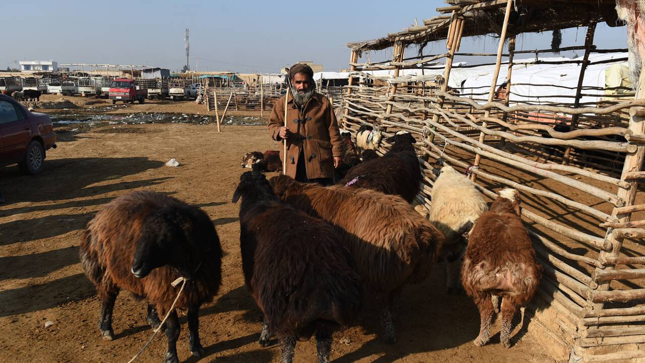 Les bergers afghans menacés par la sécheresse due au changement climatique
