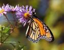 La population des papillons monarques dangereusement basse en Californie
