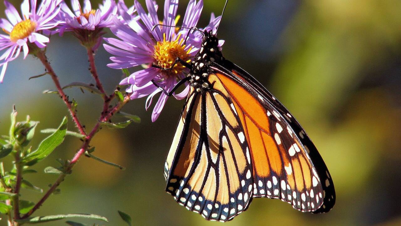 La population des papillons monarques dangereusement basse en Californie