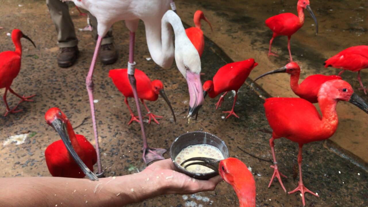 Au Brésil, visite du « Parque das Aves », un sanctuaire pour les oiseaux