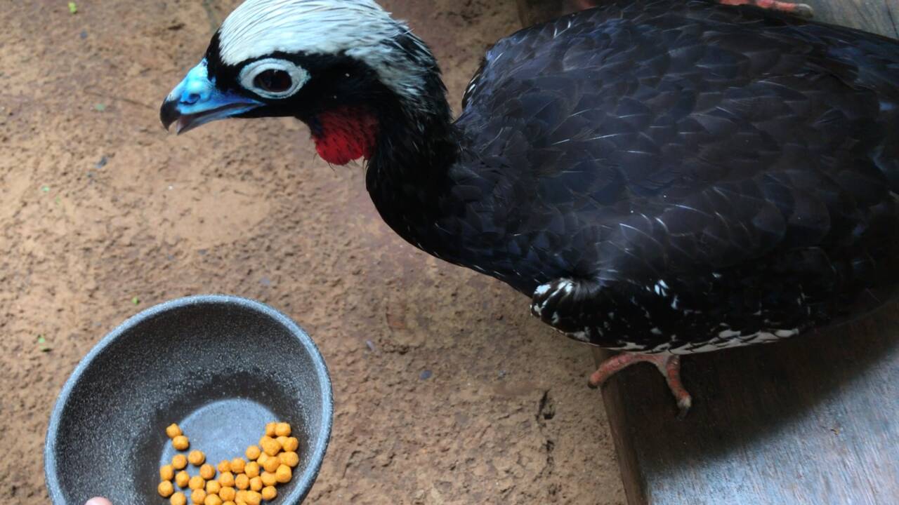 Au Brésil, visite du « Parque das Aves », un sanctuaire pour les oiseaux