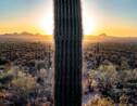 En Arizona, haro sur le trafic de cactus géants