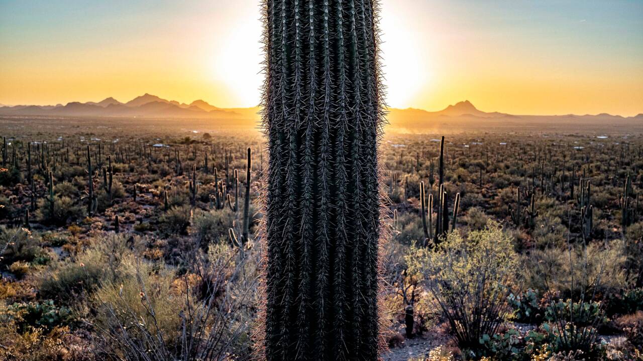 En Arizona, haro sur le trafic de cactus géants