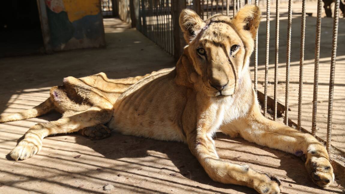 Soudan: des vétérinaires tentent de sauver les lions mal-nourris d'un zoo