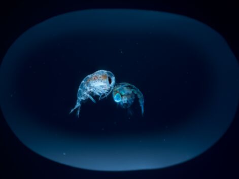 Zoom sur les trésors du zooplancton