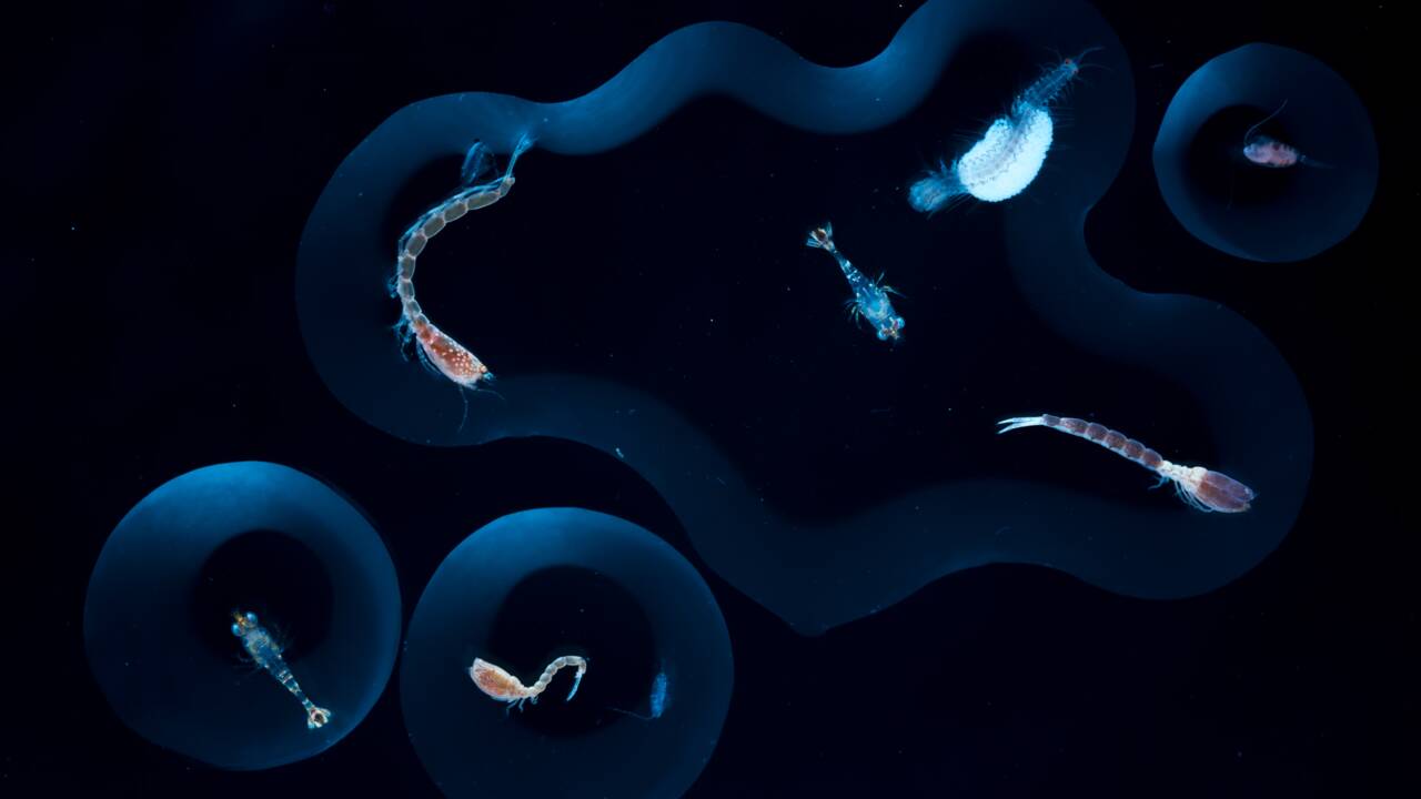 Méditerranée : méduses, vers, crustacés… Quand le plancton fait son show