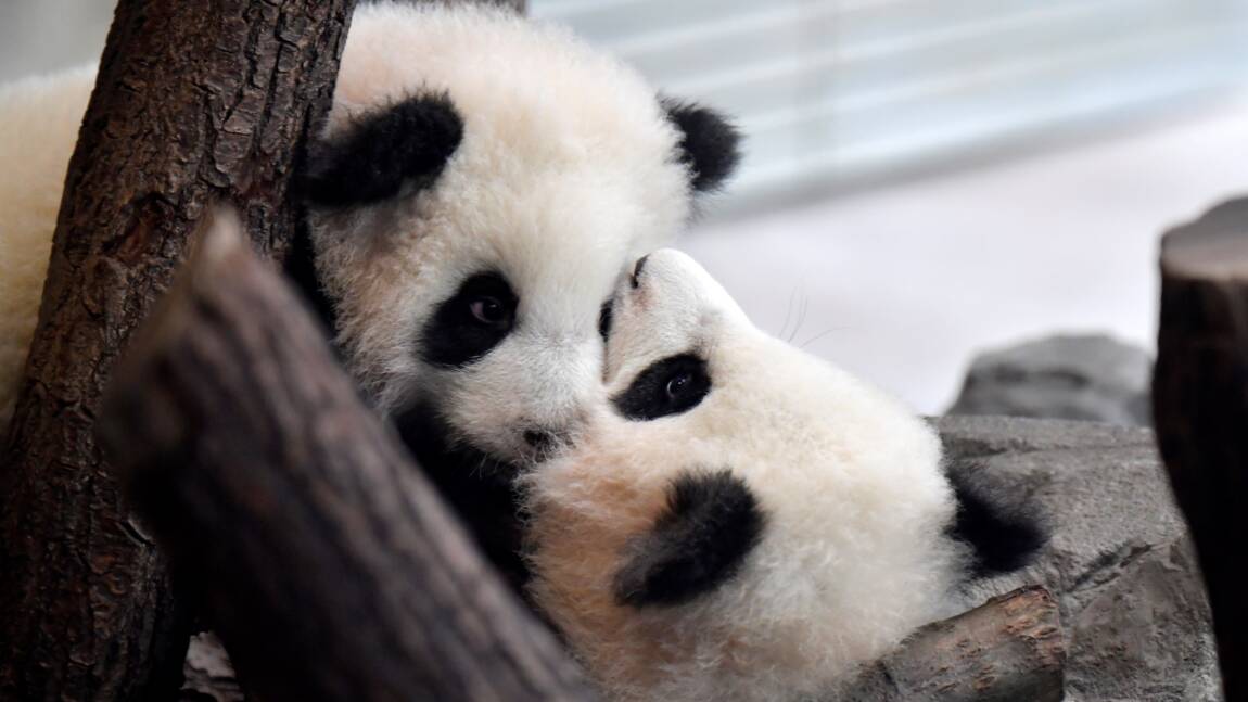 Des Bebes Pandas Nes Au Zoo De Berlin Presentes Au Public Geo Fr