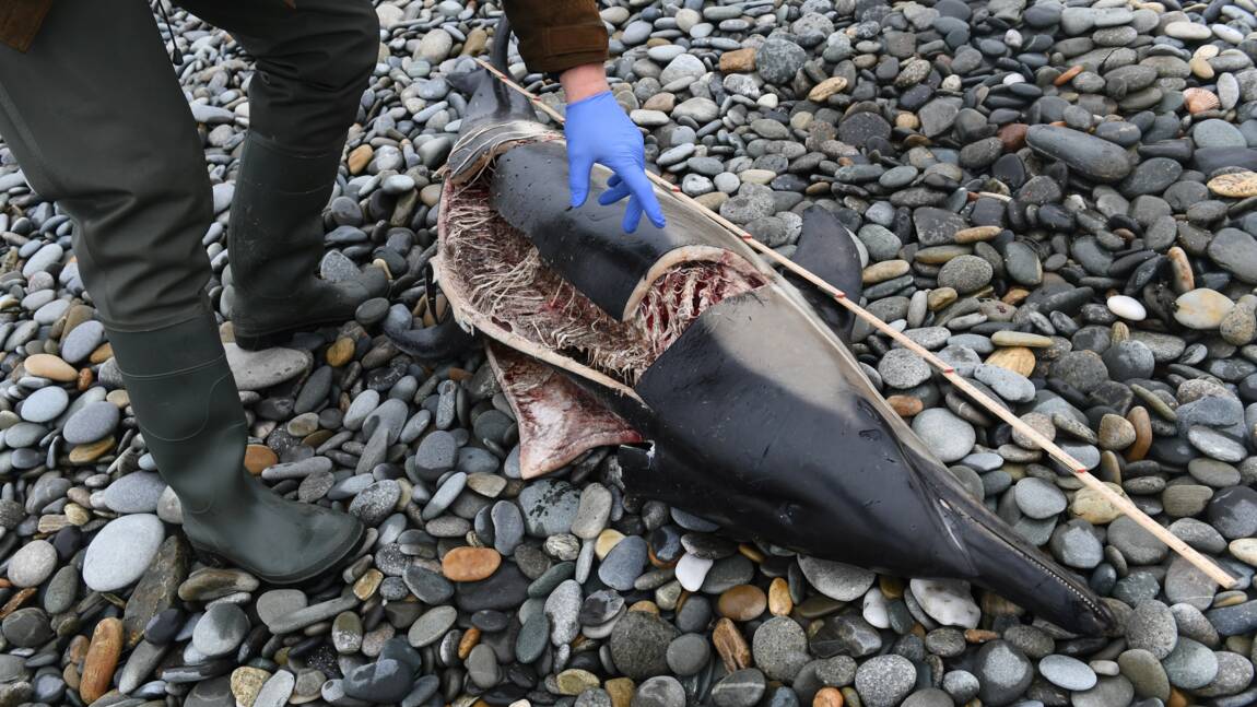 Un dauphin dépecé découvert sur une plage du Finistère